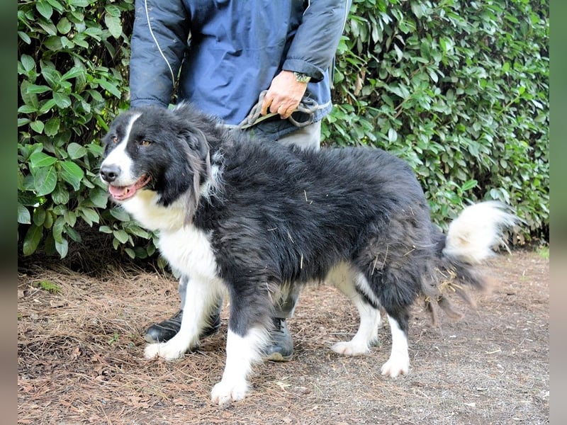Frasio - Wenn Lebendigkeit zum Verhängnis wird