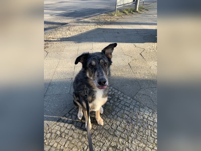 Aleta (Willow) - SOS - Dringend neues Zuhause oder Pflegestelle gesucht/kleines Seelchen