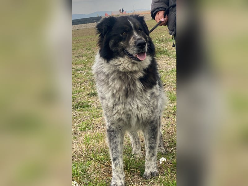 Ray - Zeig mir die Welt außerhalb des Zwingers...