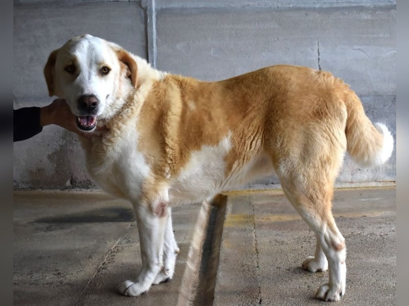 Roddie - Sein treuer Blick spricht Bände