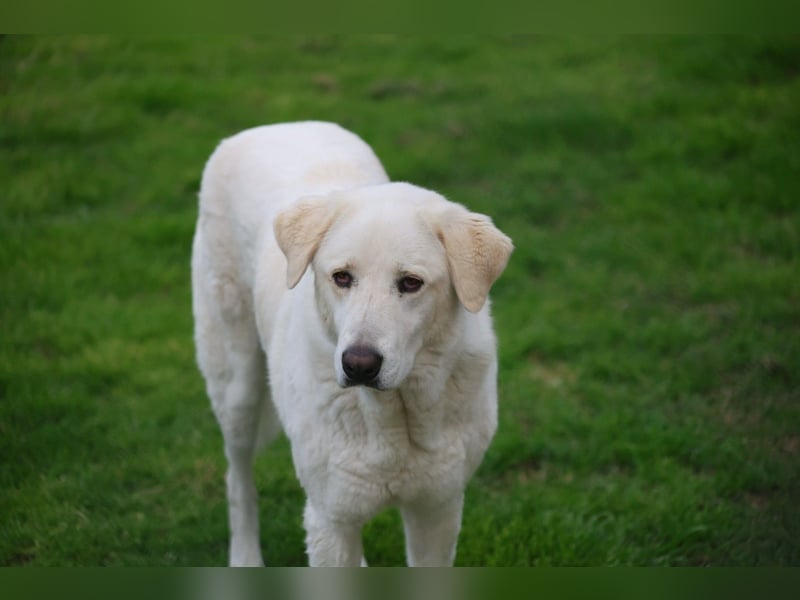 Clara - ein Herz in Warteschleife