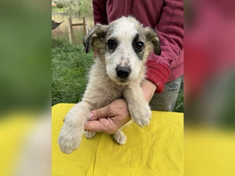 Nelly sucht dich - Groß, liebenswert und voller Herz