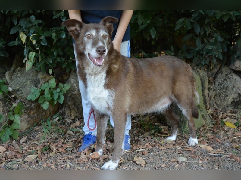 Lynwood - Ein Hund der Sorte «10 von 10 Punkten»