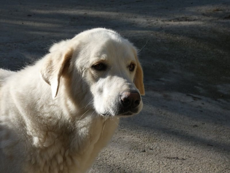 Clara - Wenn du es uns doch erzählen könntest