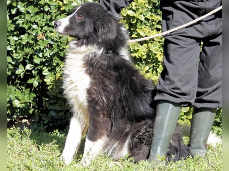 Frasio - Wenn Lebendigkeit zum Verhängnis wird