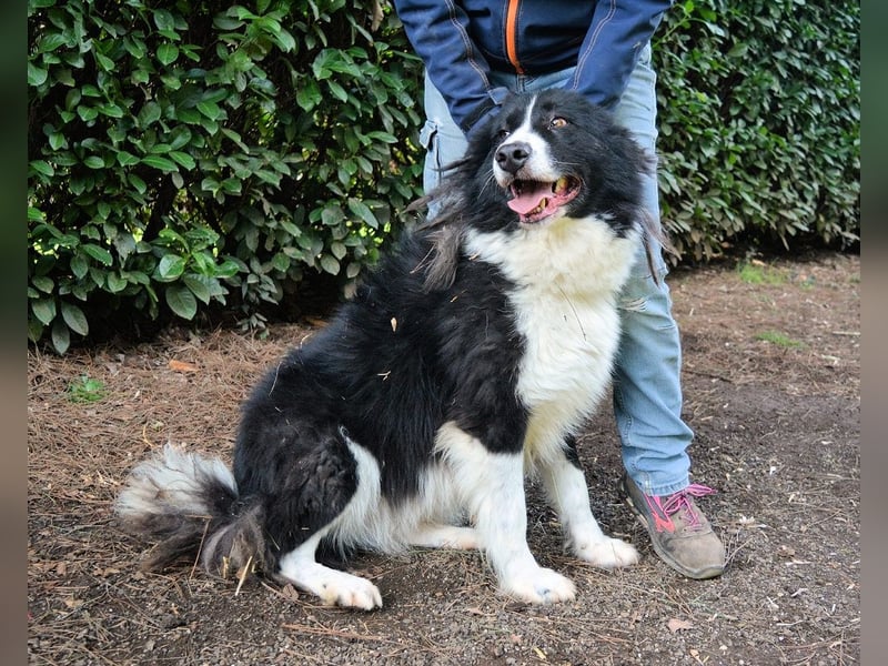 Frasio - Wenn Lebendigkeit zum Verhängnis wird