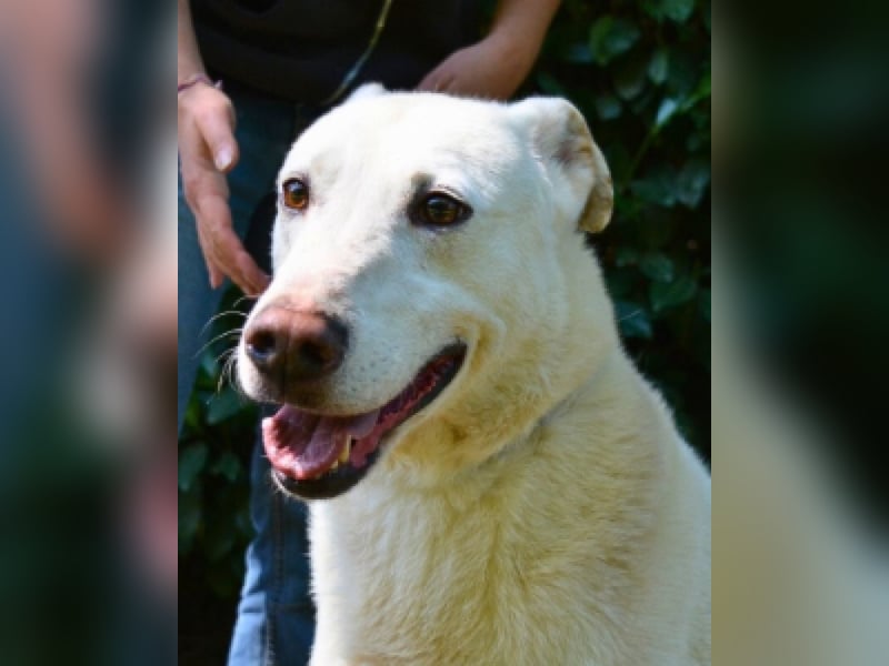 Sean - das Piepsen hinter den Gittern