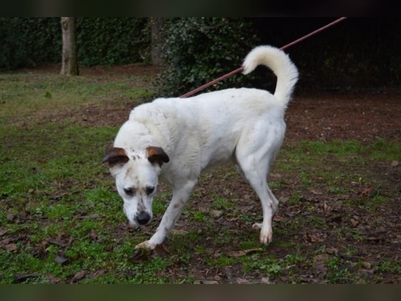 El Fava - hübscher Junge mit braunen Öhrchen