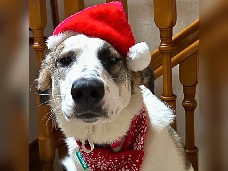 Nelly - (Dringend neue Pflegestelle oder Zuhause gesucht) gerade nochmal Glück gehabt Nelly - (Dringend neue Pflegestelle oder Zuhause gesucht) gerade nochmal Glück gehabt