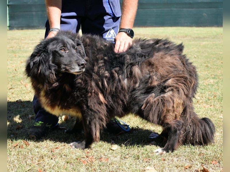 Quennel - Black velvet, oder...