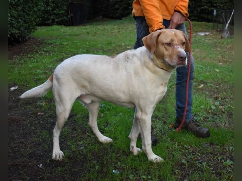 Jamison - möchte glücklich sein