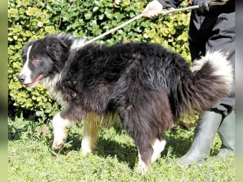 Frasio - Wirbelwind sucht neues Aufgabengebiet