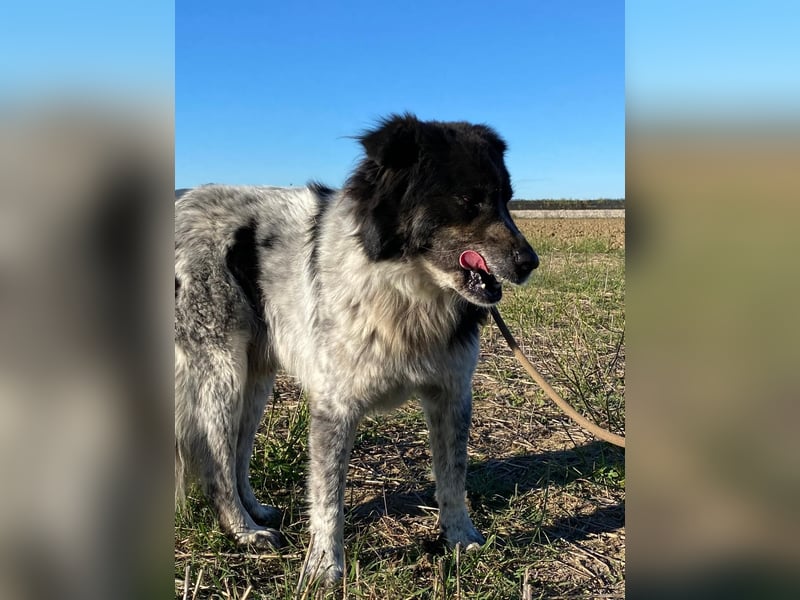 Ray - Zeig mir die Welt außerhalb des Zwingers...