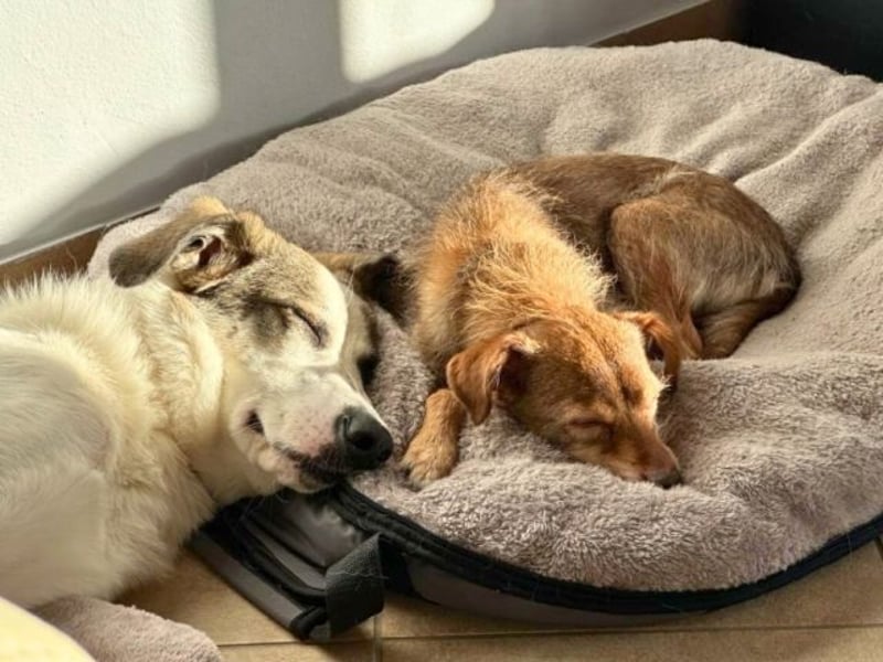 Nelly - (Dringend neue Pflegestelle oder Zuhause gesucht) gerade nochmal Glück gehabt Nelly - (Dringend neue Pflegestelle oder Zuhause gesucht) gerade nochmal Glück gehabt