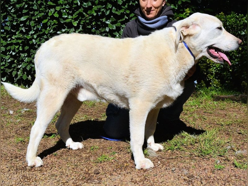 Scoutie - Scoutie hat Fernweh nach Liebe