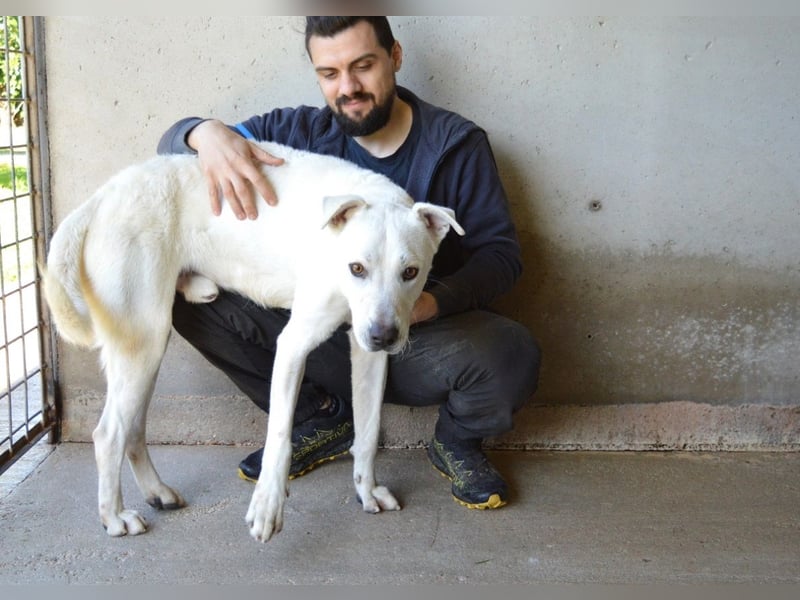 Benoit - NOTFALL - Hellbraune Augen, die sich nach Liebe sehen