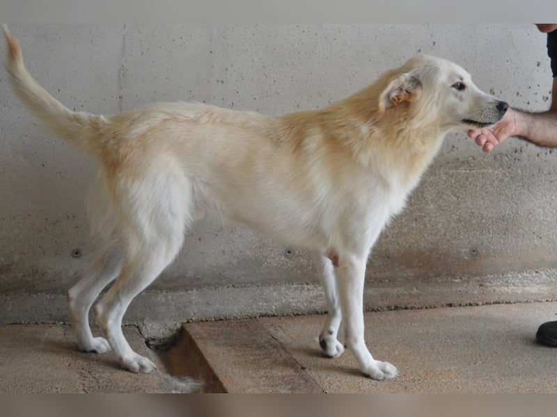 Rurik - Das geheime Feuerwerk