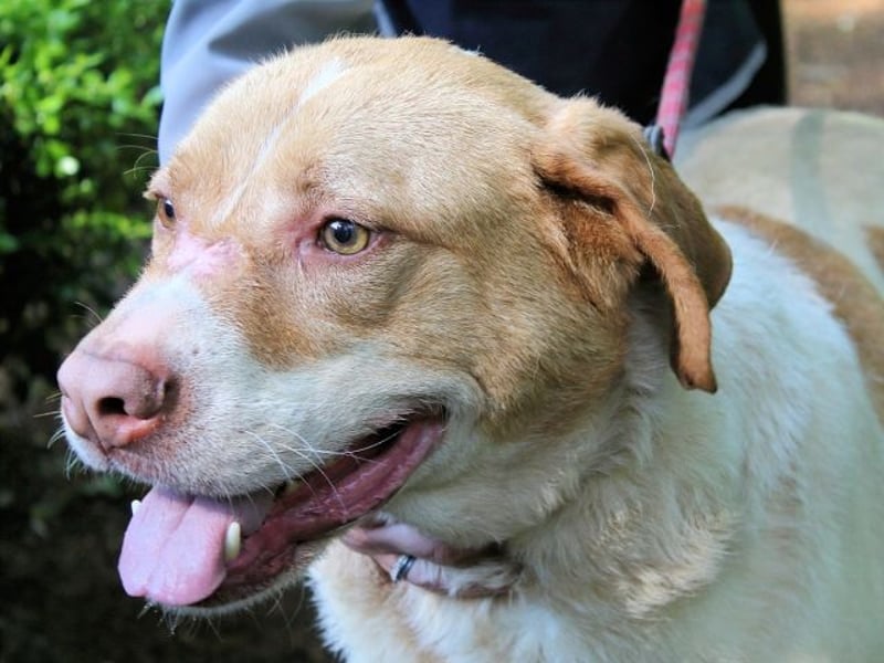 Jamison - möchte glücklich sein