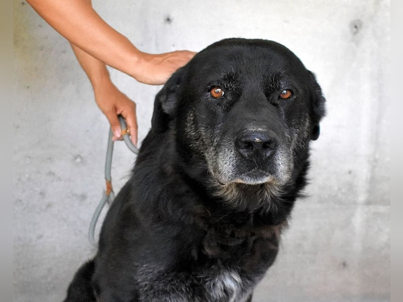 Idrysh - große Hunde werfen lange Schatten