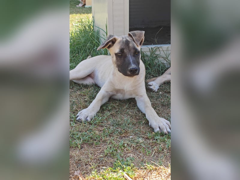 Inga - (Dringend Pflegestelle oder Zuhause gesucht)  Zwei kleine Hunde und ...