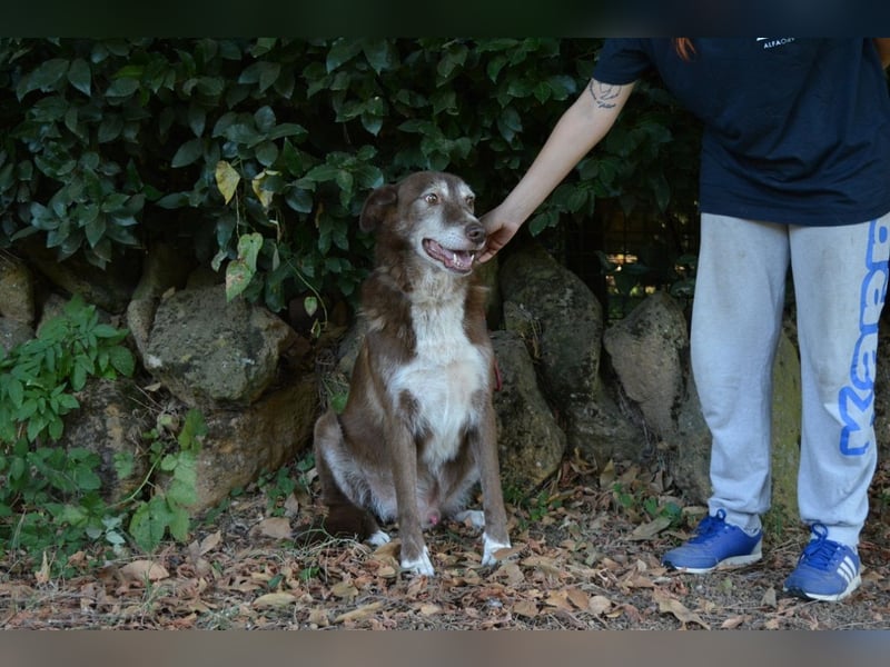 Lynwood - Ein Hund der Sorte «10 von 10 Punkten»