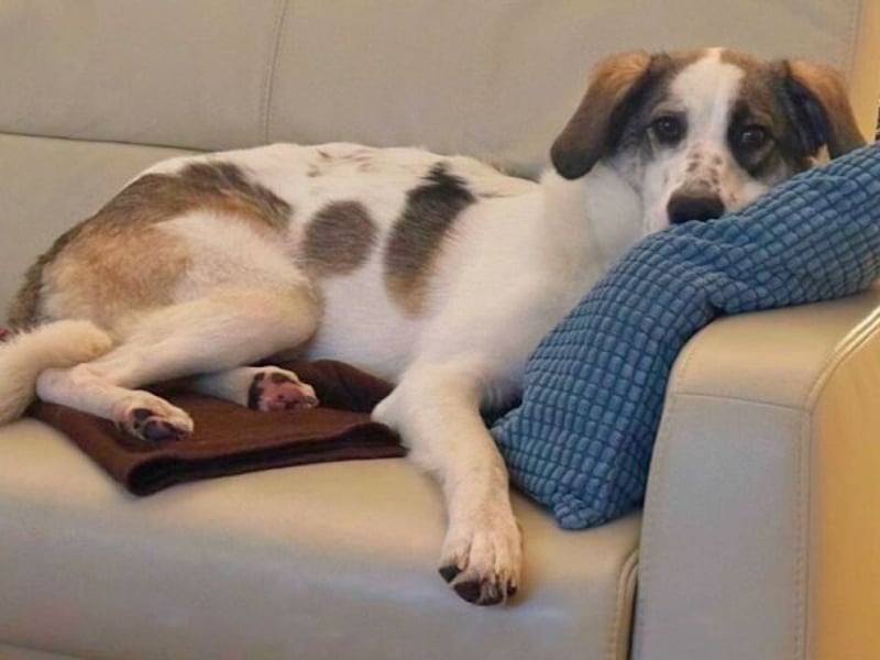 Nelly - (Dringend neue Pflegestelle oder Zuhause gesucht) gerade nochmal Glück gehabt Nelly - (Dringend neue Pflegestelle oder Zuhause gesucht) gerade nochmal Glück gehabt