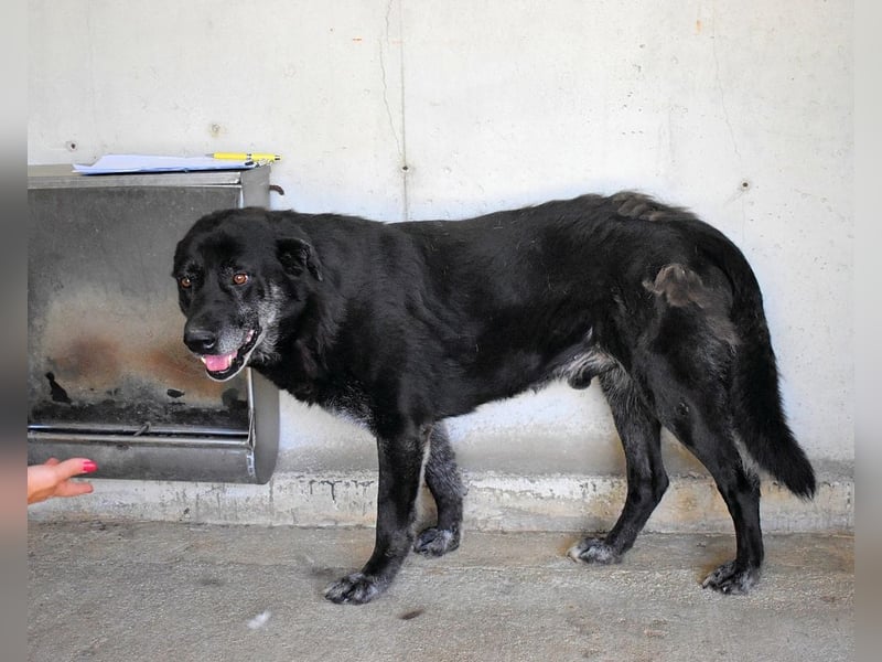 Idrysh - große Hunde werfen lange Schatten