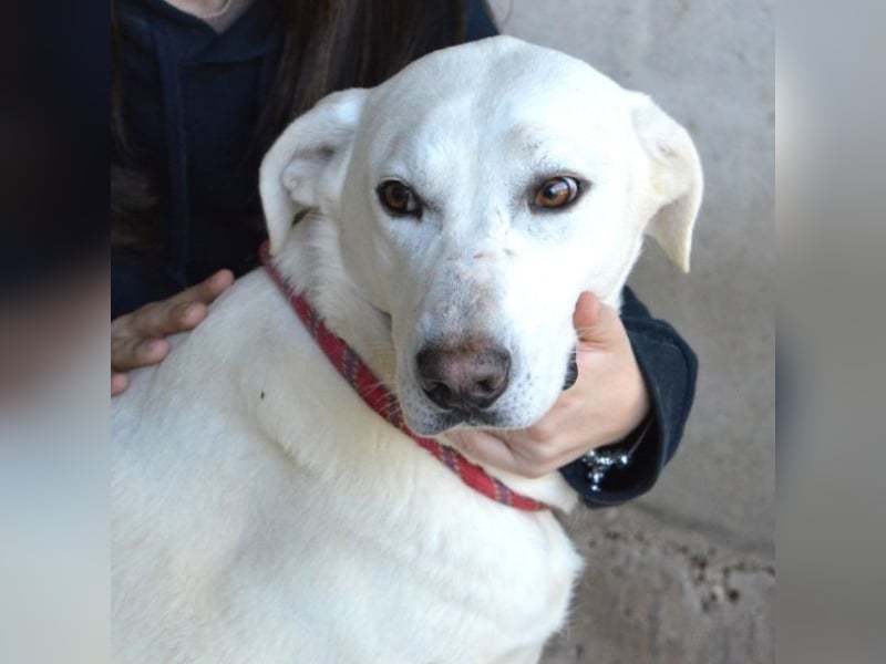 Armindo - aller guten Dinge sind drei