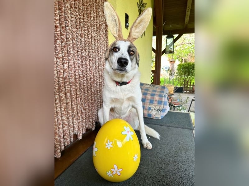 Nelly sucht dich - Groß, liebenswert und voller Herz