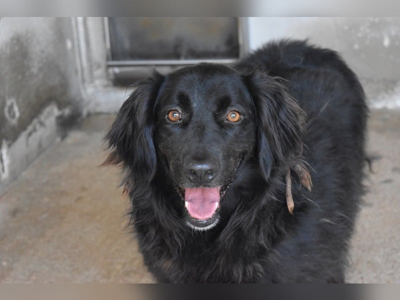 Kael - Nur ein einziges mal die Chance auf Leben