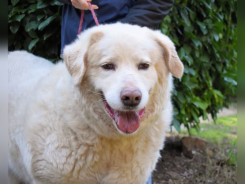 Abele - wenn Kraft und Zeit verloren gehen
