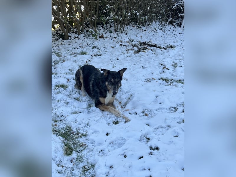 Aleta (Willow) - SOS - Dringend neues Zuhause oder Pflegestelle gesucht/kleines Seelchen