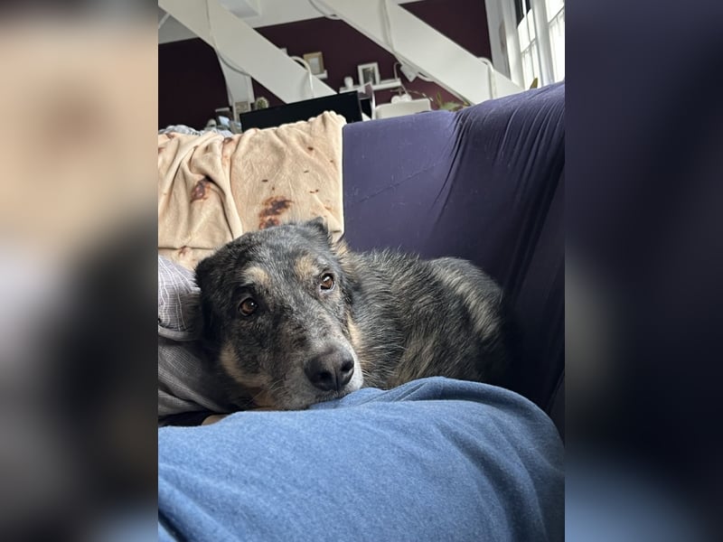 Aleta (Willow) - SOS - Dringend neues Zuhause oder Pflegestelle gesucht/kleines Seelchen