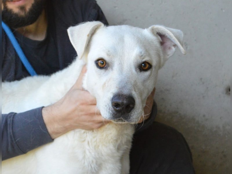 Benoit - NOTFALL - Hellbraune Augen, die sich nach Liebe sehen