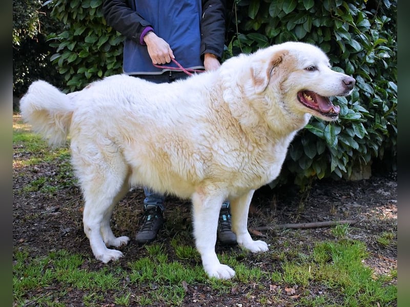 Abele - wenn Kraft und Zeit verloren gehen