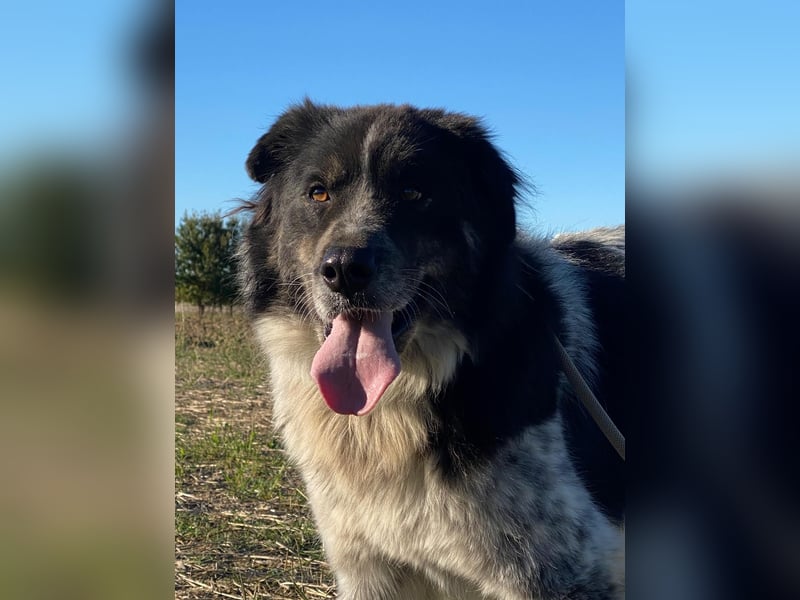 Ray - Zeig mir die Welt außerhalb des Zwingers...