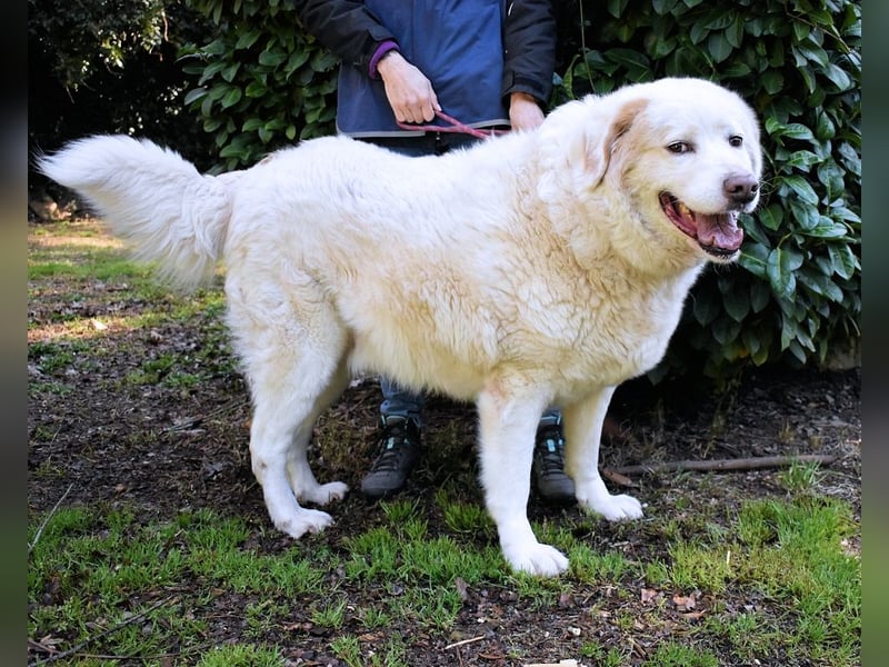 Abele - wenn Kraft und Zeit verloren gehen