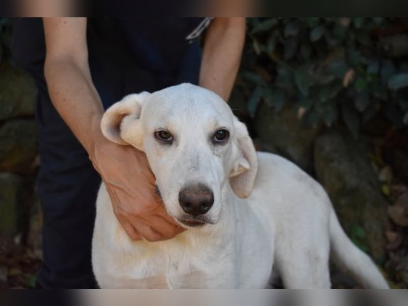 Scoutie - Scoutie hat Fernweh nach Liebe