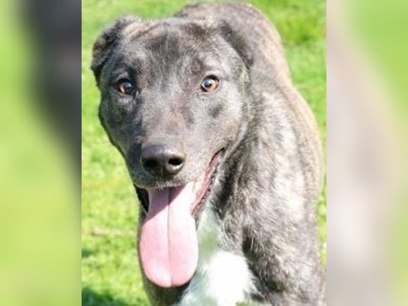 Loris - ausgeglichener und liebenswerter Charakter