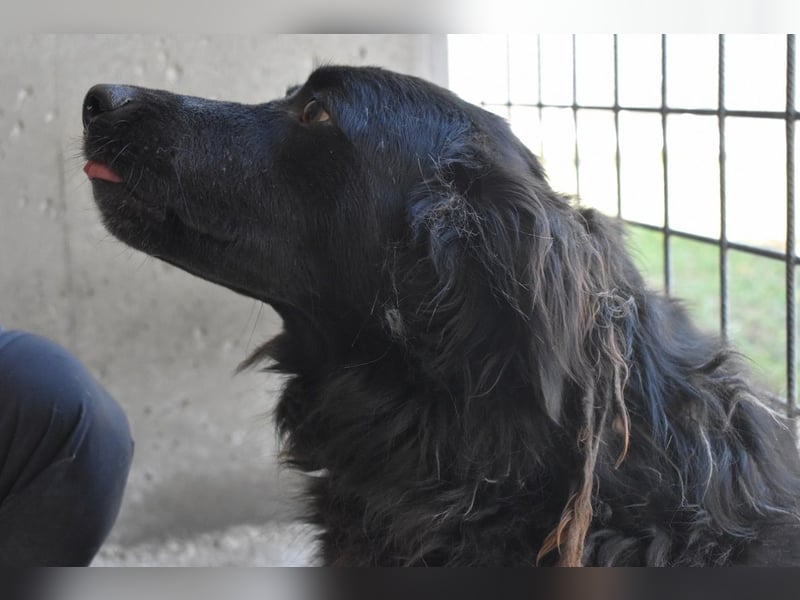 Kael - Nur ein einziges mal die Chance auf Leben