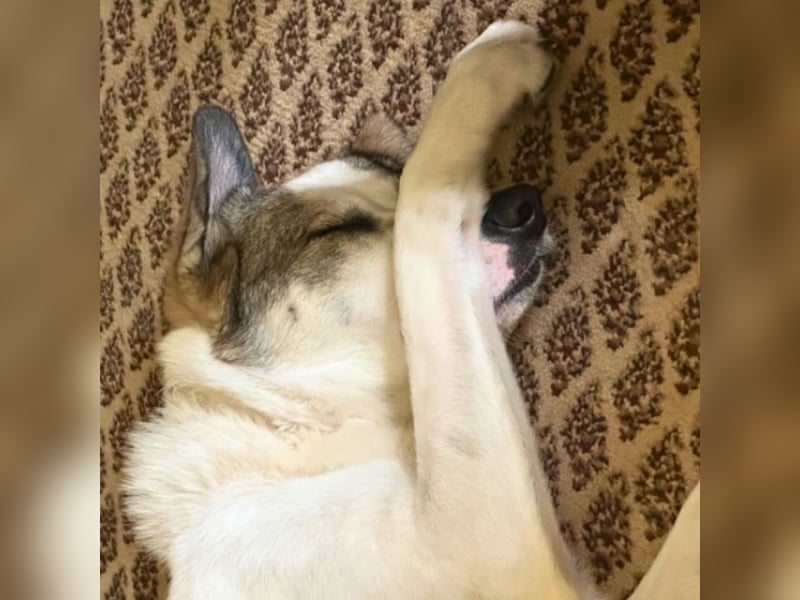 Nelly - (Dringend neue Pflegestelle oder Zuhause gesucht) gerade nochmal Glück gehabt Nelly - (Dringend neue Pflegestelle oder Zuhause gesucht) gerade nochmal Glück gehabt