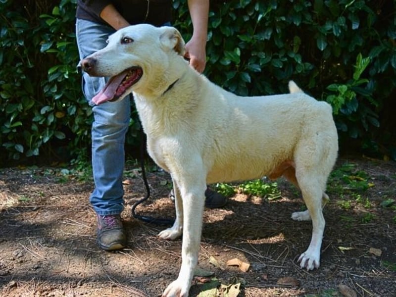 Sean - das Piepsen hinter den Gittern