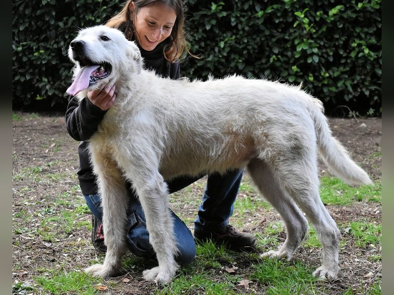 Ozlo - Riesenbaby sucht Freund fürs restliche Leben