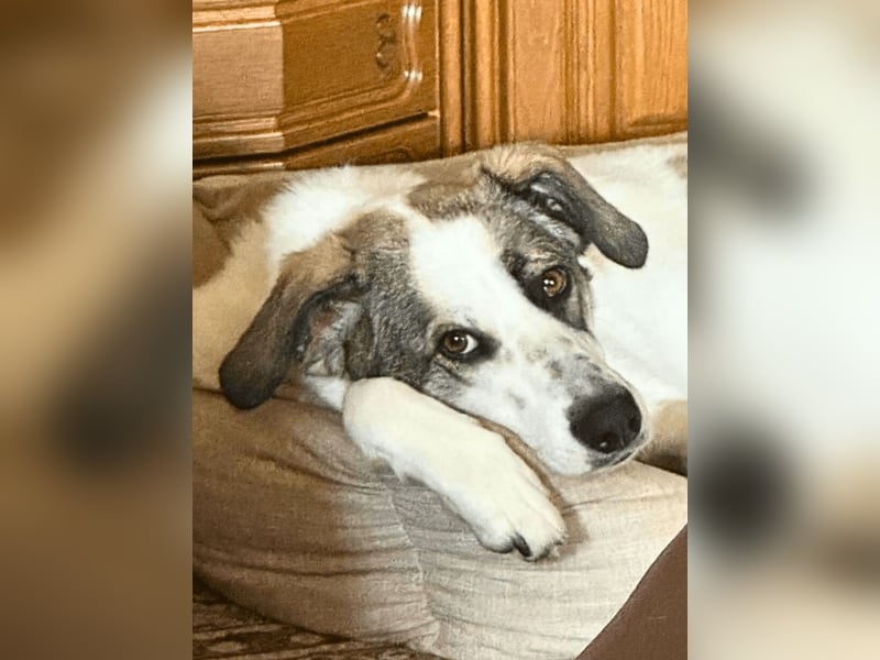 Nelly - (Dringend neue Pflegestelle oder Zuhause gesucht) gerade nochmal Glück gehabt