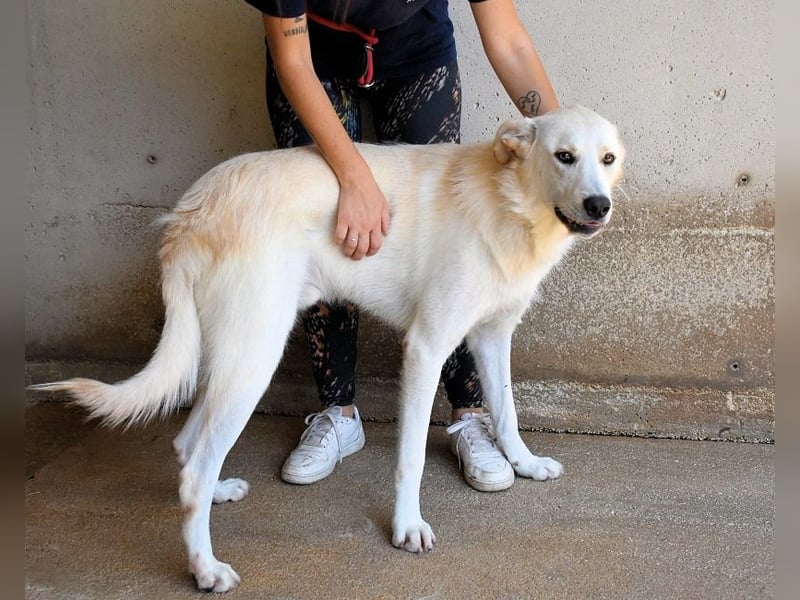 Rurik - Das geheime Feuerwerk