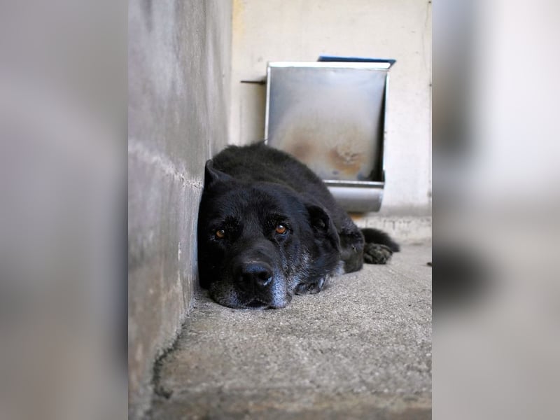 Idrysh - große Hunde werfen lange Schatten