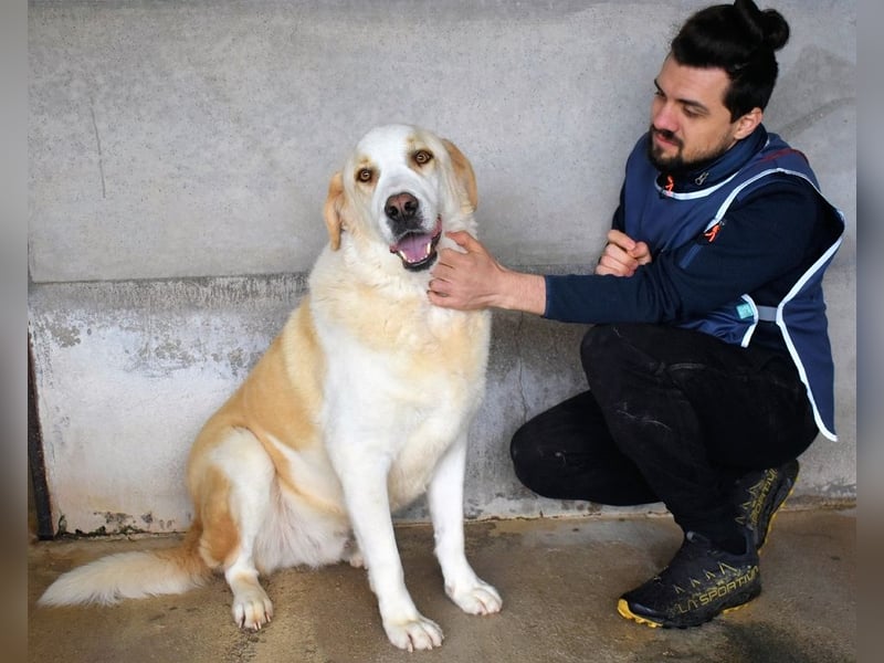 Roddie - Sein treuer Blick spricht Bände