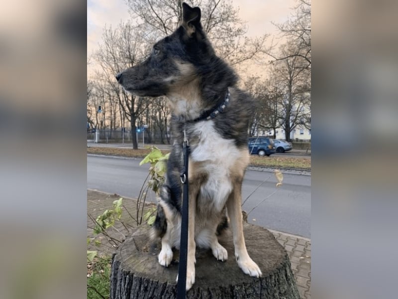 Aleta (Willow) - SOS-Dringend Pflegestelle oder Zuhause gesucht/kleines Seelchen im großen Wolfspelz Aleta (Willow) - SOS-Dringend Pflegestelle oder Zuhause gesucht/kleines Seelchen im großen Wolfspelz