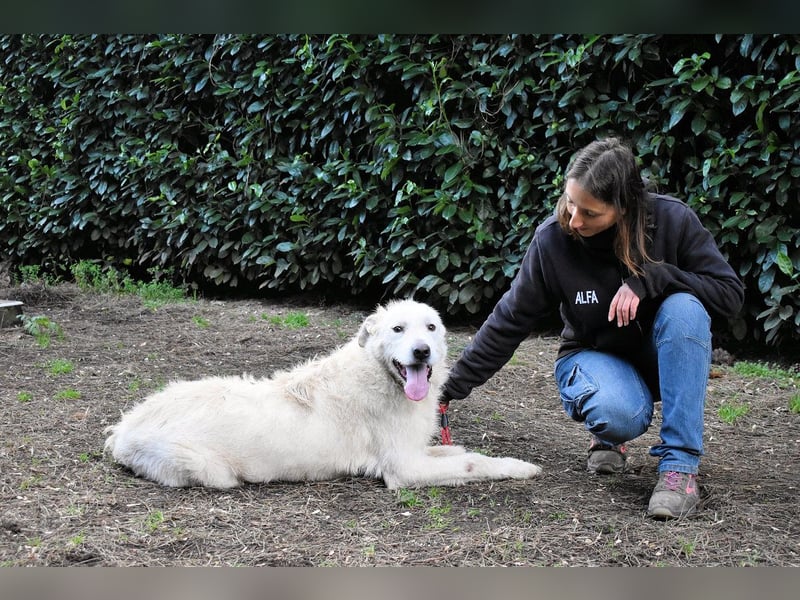 Ozlo - Riesenbaby sucht Freund fürs restliche Leben