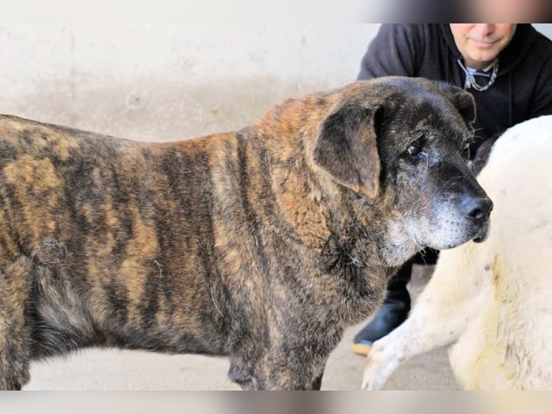 Annius-Hinter der grummeligen Fassade steckt ein Schatz